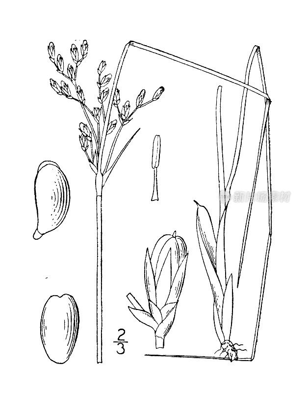 古植物学植物插图:junus Greenei, Greene's Rush